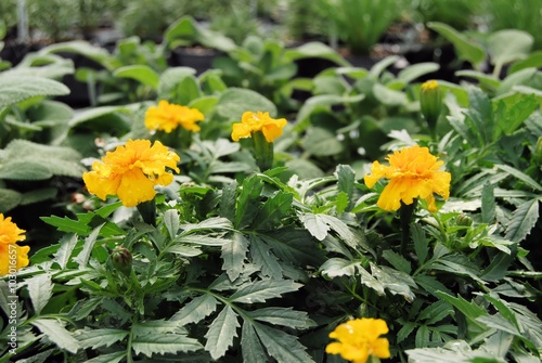 Marigold plants in a greenhouse