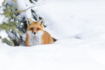 Red Fox, Vulpes Vulpes, in the snow and sheltered by a tree