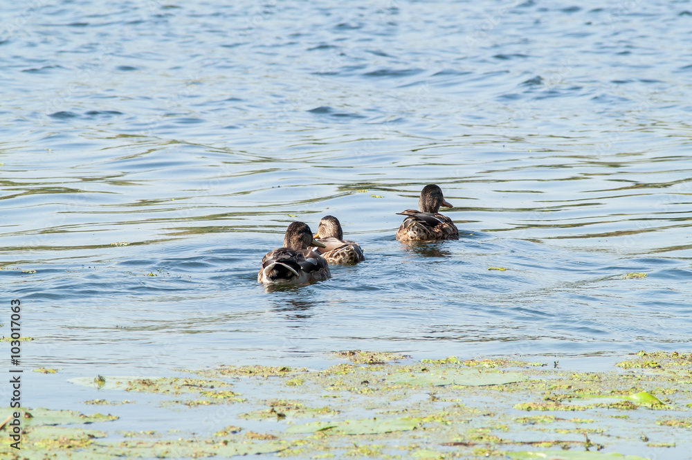 duck , water duck , water