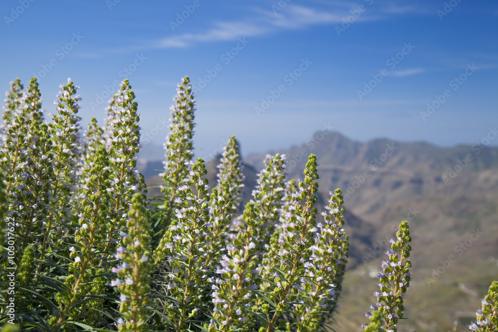 Echium flowering in Caldera de Tejeda Echium flowering in Caldera de Tejeda