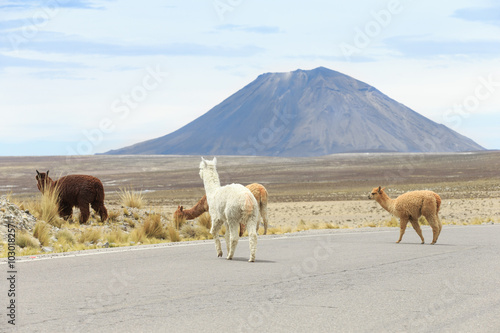 lamas in Andes Mountains  Peru