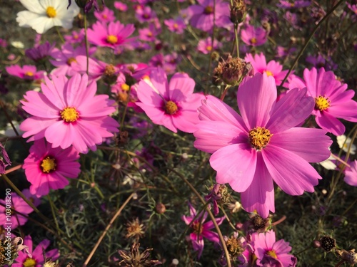 selective focus of pink cosmos