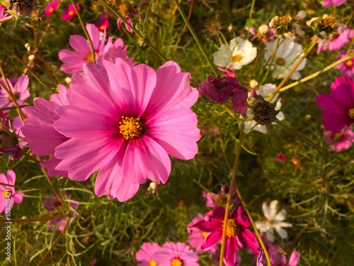 selective focus of pink cosmos