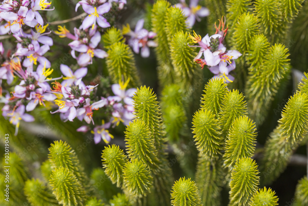 A very rare endemic plants on the plateau of Roraima - Venezuela A very rare endemic plants on the plateau of Roraima - Venezuela