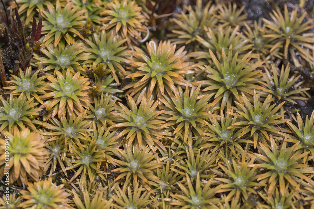 Aloe vera plants, tropical green plants tolerate hot weather. Aloe vera plants, tropical green plants tolerate hot weather.