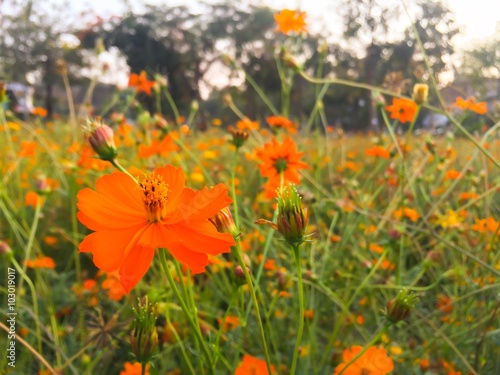 selective focus of yellow cosmos