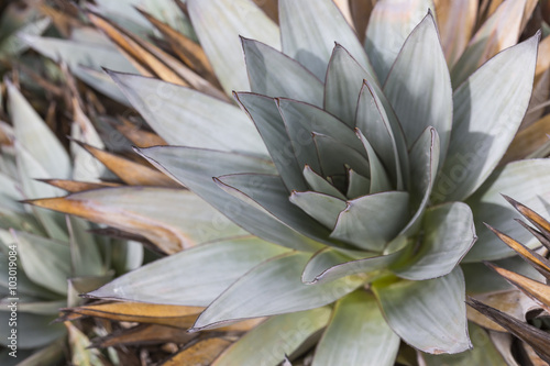 Aloe vera plants, tropical green plants tolerate hot weather.