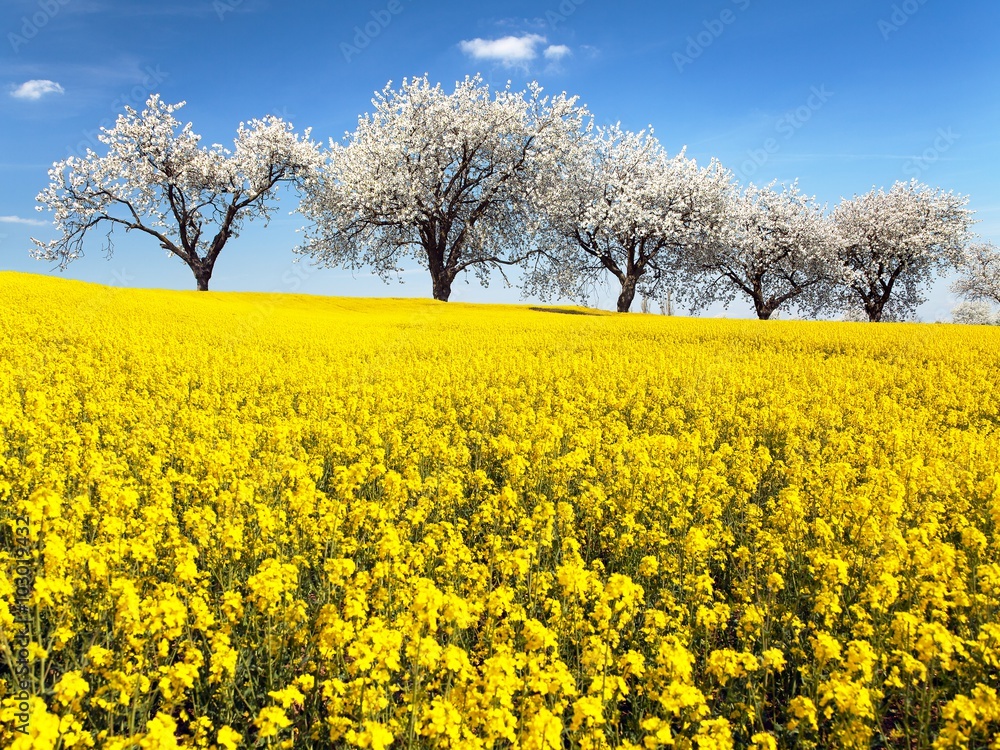 field of rapeseed and alley of cherry tree field of rapeseed and alley of cherry tree
