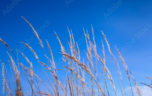 High grass against the blue sky