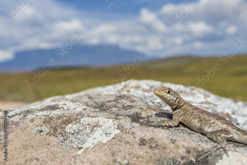 Lizard in road to Mount Roraima - Venezuela, Latin America