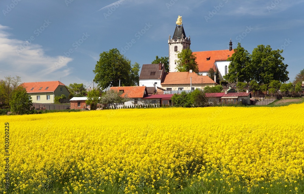 church and golden rapeseed field (brassica napus)