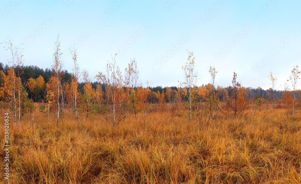 Blue sky and vibrant autumn yellow thickets. Blue sky and vibrant autumn yellow thickets.