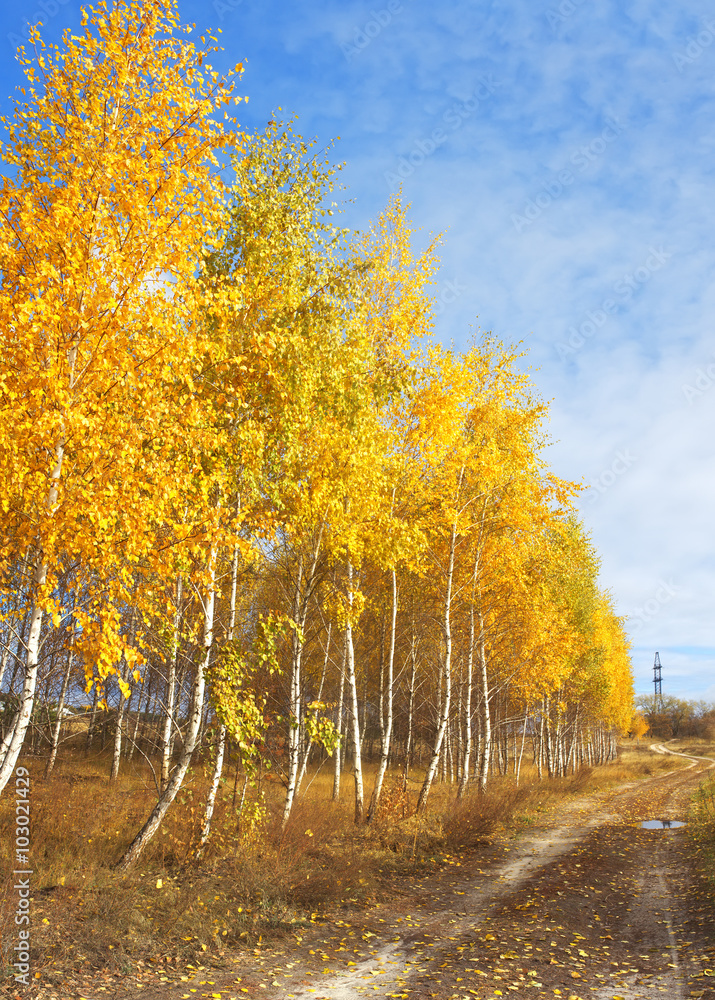 Fototapeta premium Błękitne niebo i żywe jesienne żółte zarośla.