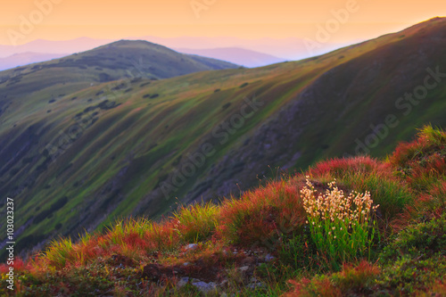 Gorgeous vibrant scenic mountain landscape, sunrise in Carpathia © viki2103stock