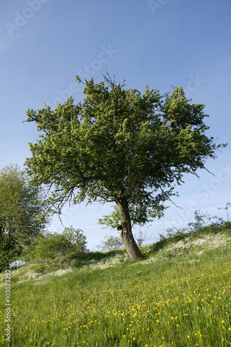 Wiese mit Apfelbaum photo