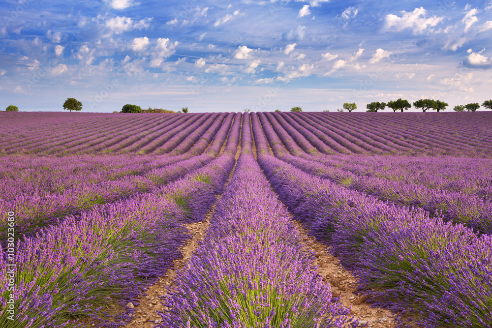 Fototapeta premium Kwitnące pola lawendy w Prowansji, w południowej Francji