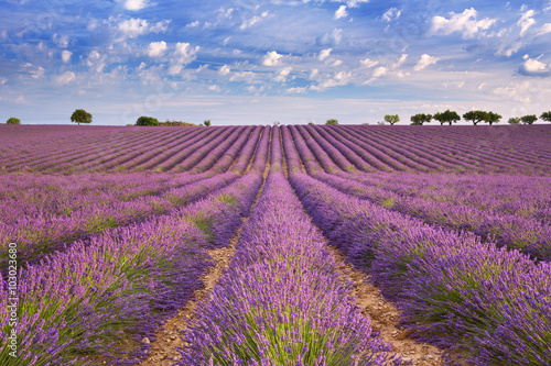 Fototapeta Naklejka Na Ścianę i Meble -  Blooming fields of lavender in the Provence, southern France