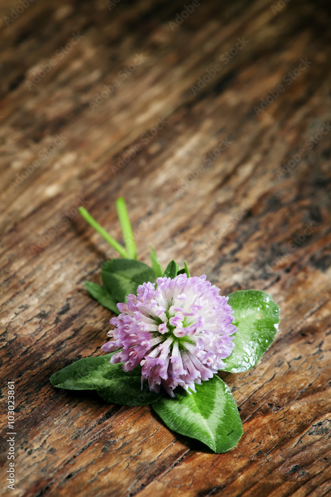 Flower purple clover, shamrock with petals on an old wooden back Flower purple clover, shamrock with petals on an old wooden back