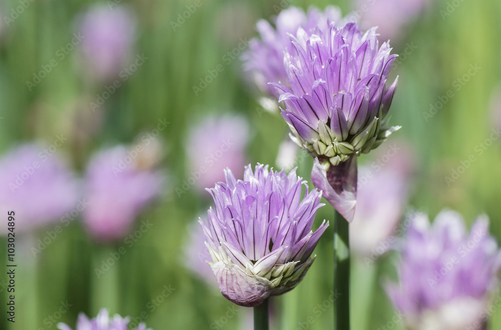 Schnittlauchblüten