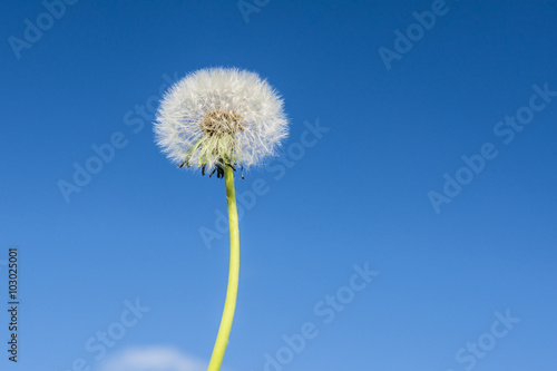 perfect dandelion