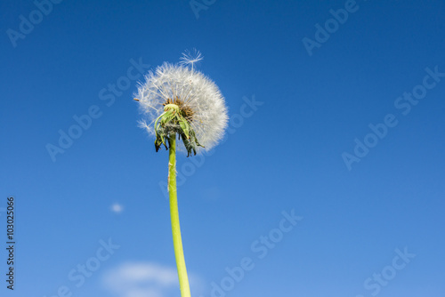 Dandelion