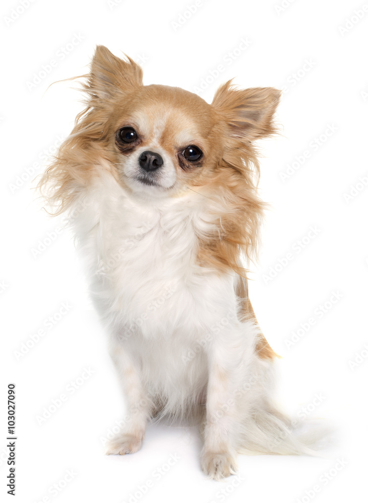 long hair chihuahua