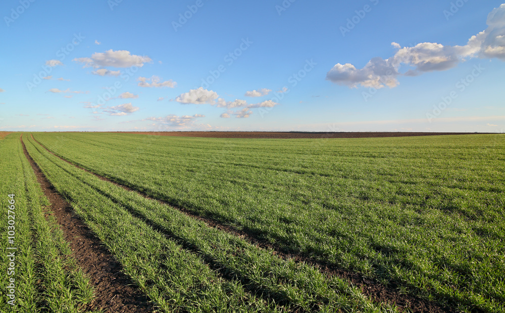 Agriculture, green wheat field in spring