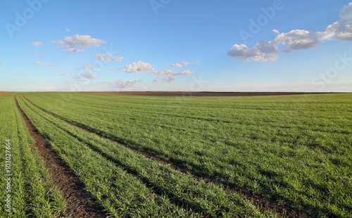 Agriculture, green wheat field in spring