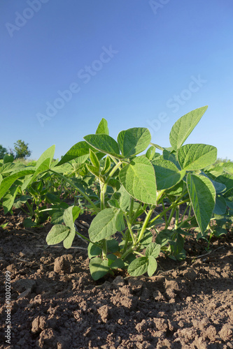 Agriculture, green soy bean plant in field © sima