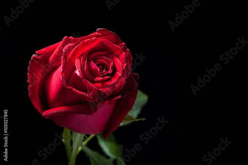 red rose on black background  