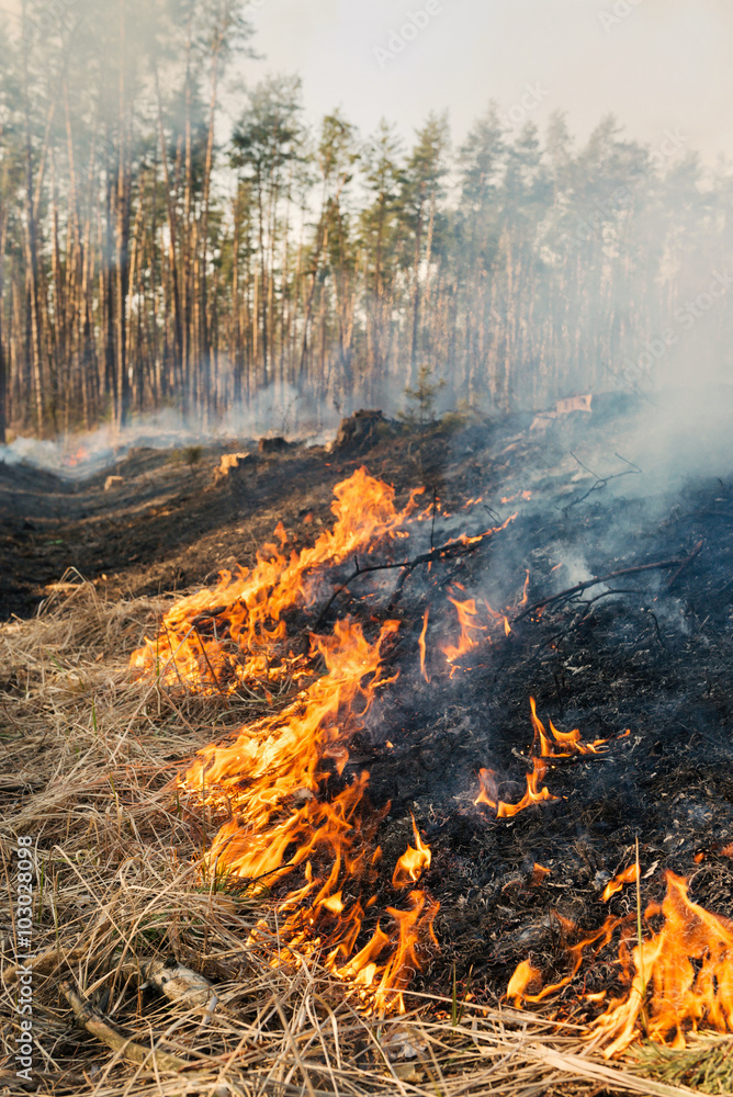 Fire on agricultural land near forest Fire on agricultural land near forest