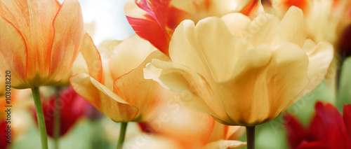 Fototapeta Naklejka Na Ścianę i Meble -  highkey tulips highres