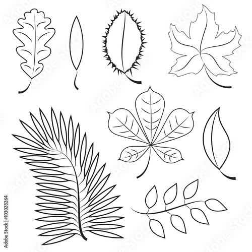 different leaves. contour plot. colorless contour leaves for your design