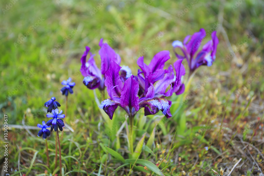 Wild irises on mountain of Crimea. Wild irises on mountain of Crimea.