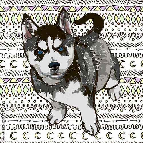 Illustration of the dog breed Husky
