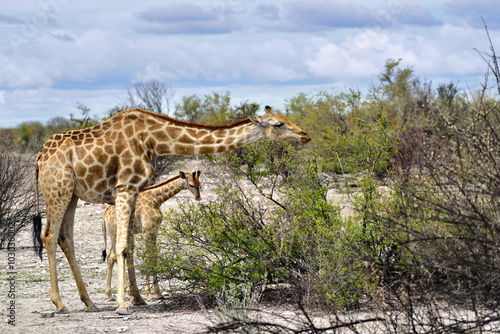 Giraffes in Namibia