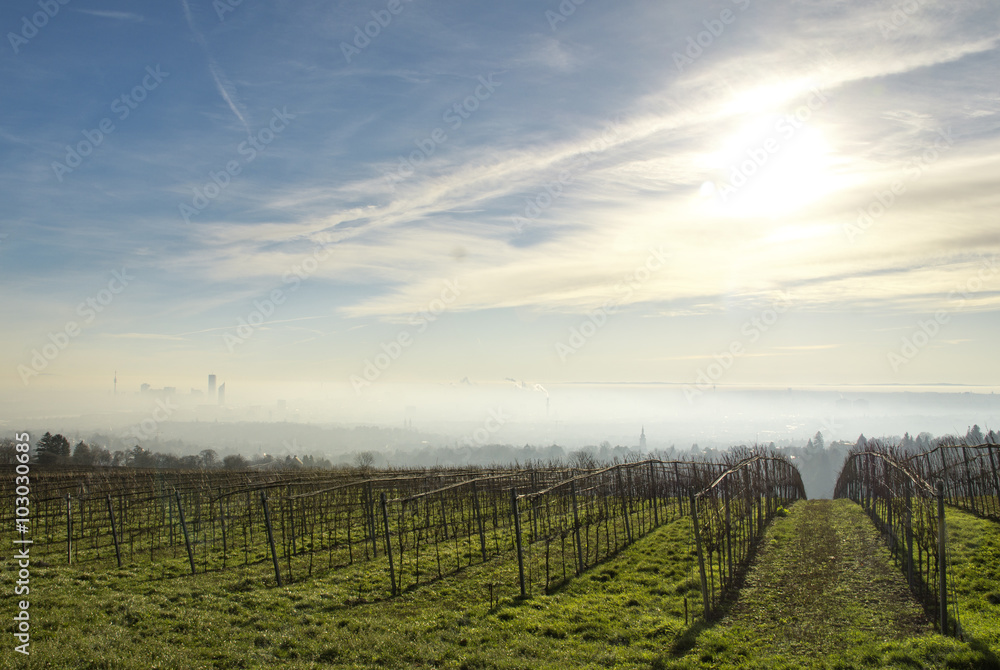 Fototapeta premium Wein und Wien