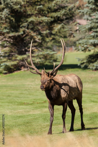 Bull Elk During Fall Rut © natureguy
