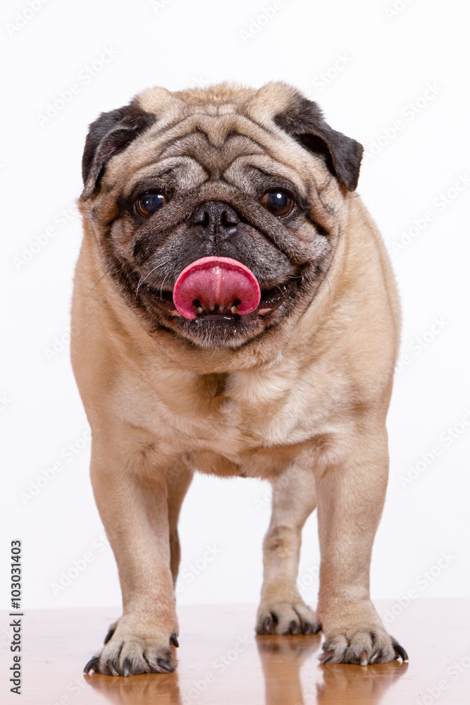 Pug dog on white background with his tongue hanging out