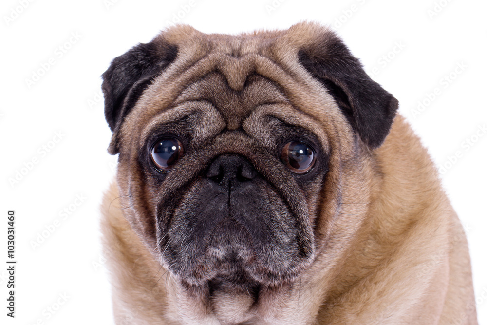 Pug dog on white background with his tongue hanging out