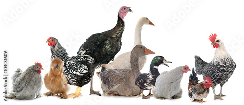 Canvas Print group of poultry