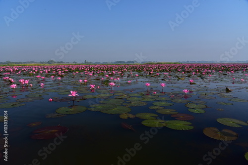 Pink lotus lake