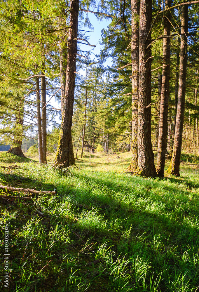 Fototapeta premium Mima Mounds Natural Area Preserve