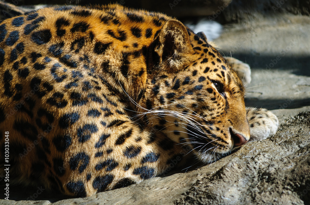 Erie Zoo Erie Zoo