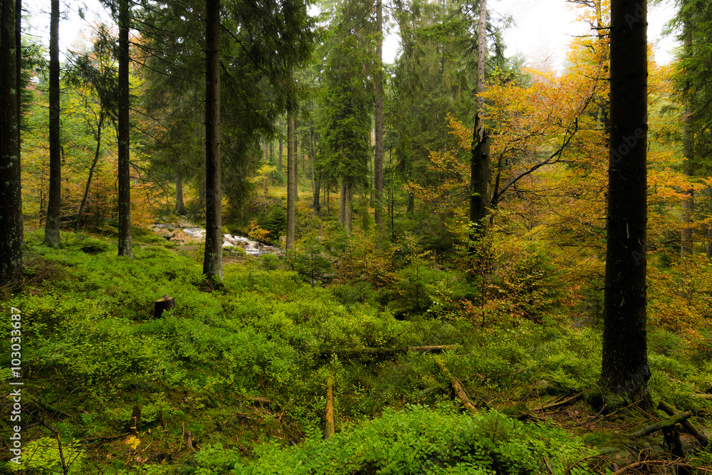 Wald im Harz bei Braunlage, Niedersachsen in Deutschland Wald im Harz bei Braunlage, Niedersachsen in Deutschland