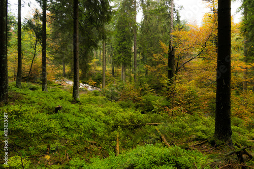 Wald im Harz bei Braunlage  Niedersachsen in Deutschland