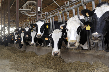 cows on the farm