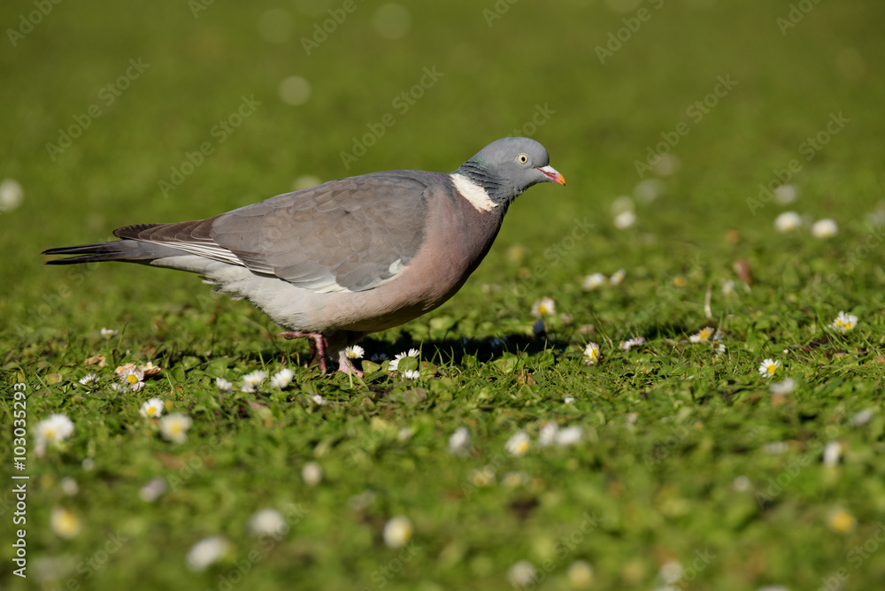 Common Wood Pigeon, Wood Pigeon, Columba palumbus Common Wood Pigeon, Wood Pigeon, Columba palumbus