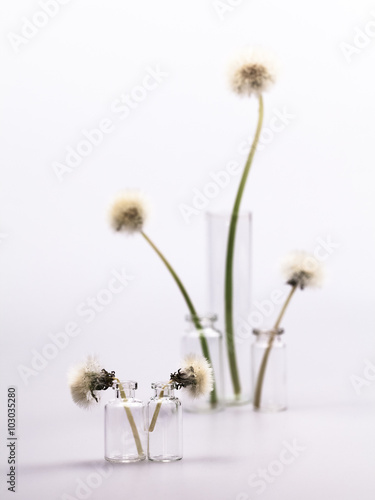 Composition with dandelion seeds and small glass bottles with grey background