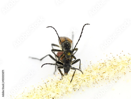 The longhorn beetle Anastrangalia reyi mating